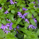 FLEUR ÉVENTAIL DE FÉE