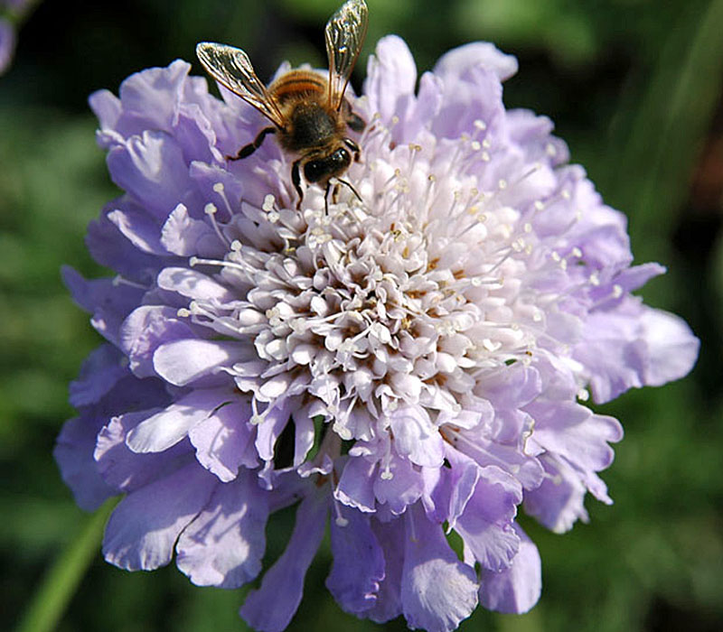 [SCCBBLU] Scabiosa columbaria 'Butterfly Blue' (—, pot   9cm)