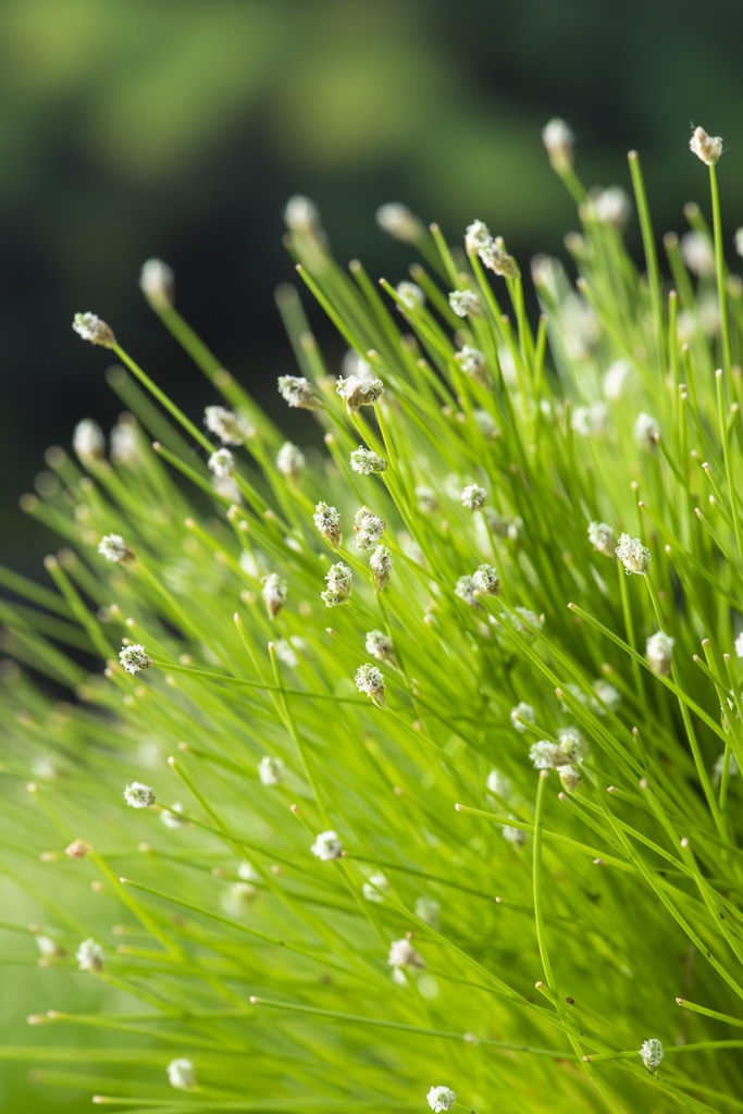 Scirpus cernuus