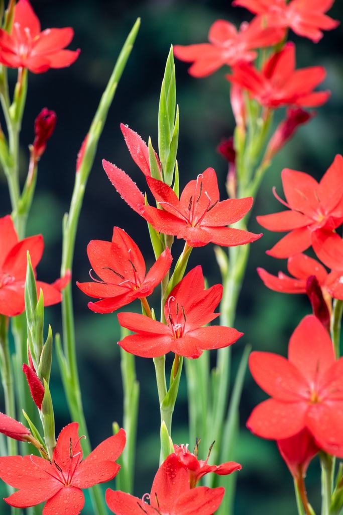 [SCCMAJO] Schizostylis coccinea 'Major' (mand 18cm)