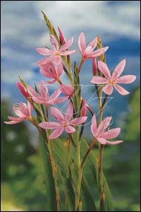 [SCCMHEG] Schizostylis coccinea 'Mrs Hegarty' (mand 18cm)
