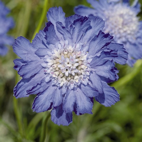 [SCCPERF] Scabiosa caucasica 'Perfecta' (pot   9cm)