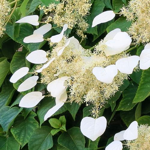 [SCHAWIN] Schizophragma hydr. 'Angel Wings'