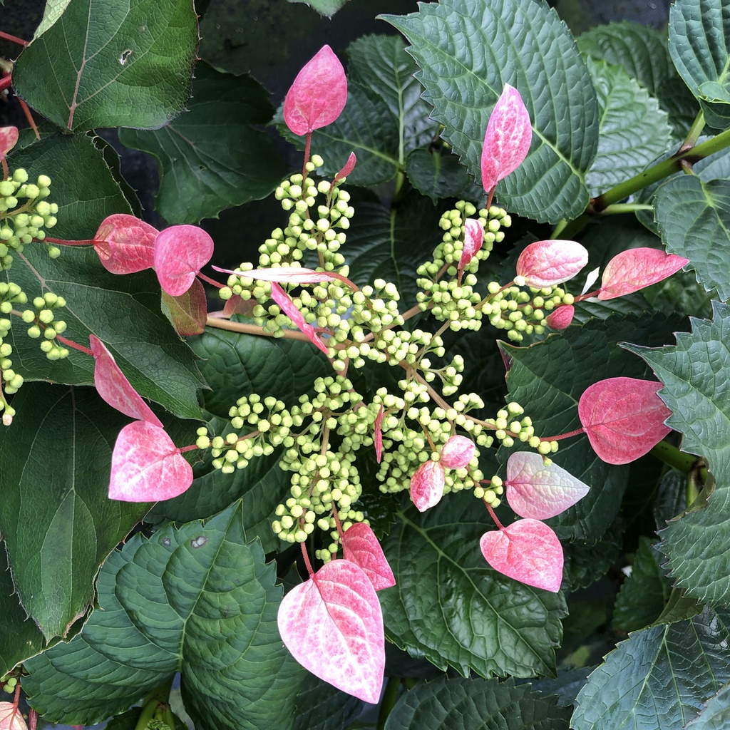 [SCHROSE] HORTENSIA GRIMPANT DU JAPON