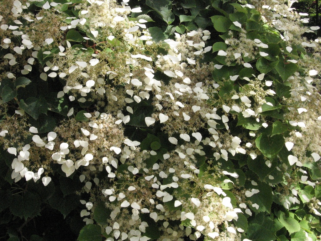 [SCHYDRA] Schizophragma hydrangoides
