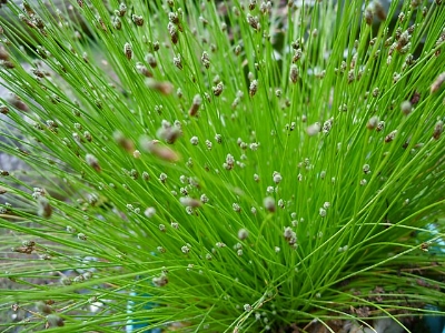 [SCISOLE] SCIRPE