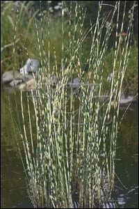 [SCTZEBR] Scirpus tabermont 'Zebrinus' (pot   1L)