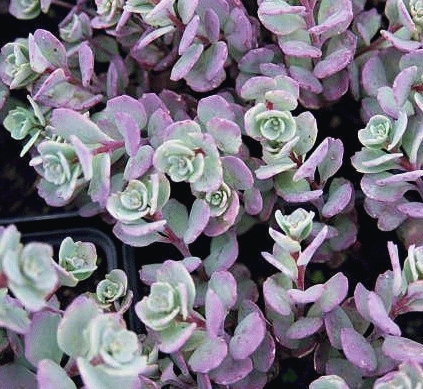 [SECLIDD] Sedum caut. 'Lidakense' (pot   9cm)