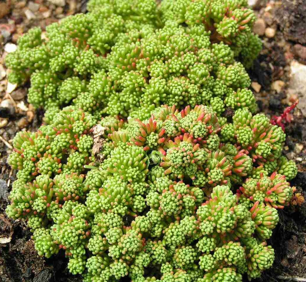 [SEDUM] Sedum (pot   1.3L)