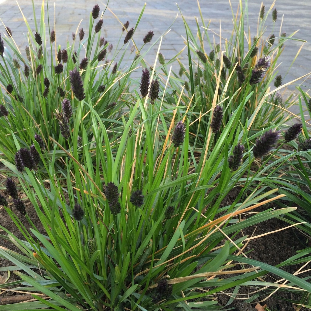 [SEHEUFL] SESLÉRIE (pot 2L)