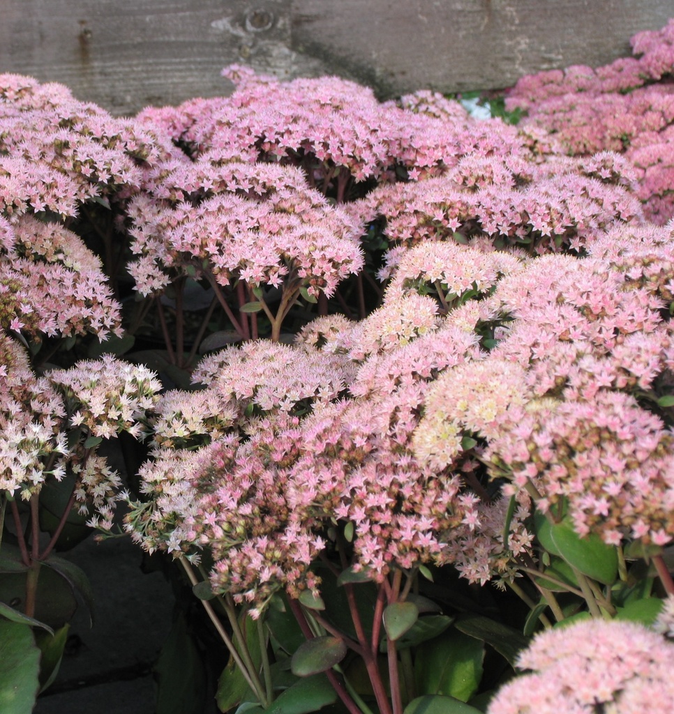 [SEMATRO] Sedum 'Matrona' (pot   9cm)