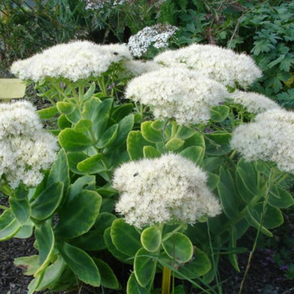 Sedum spectabile 'Iceberg'