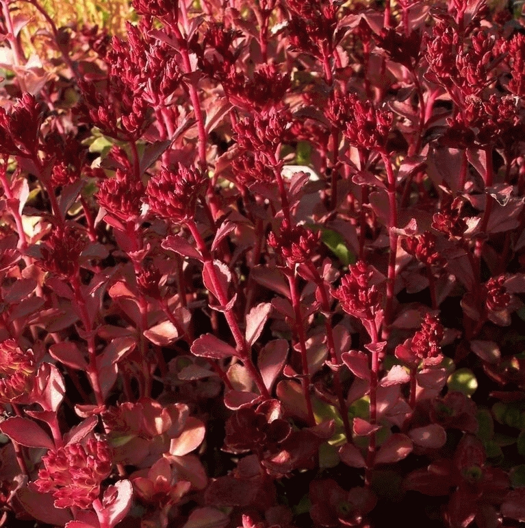 [SESSBLU] Sedum spurium 'Schorbuser Blut'