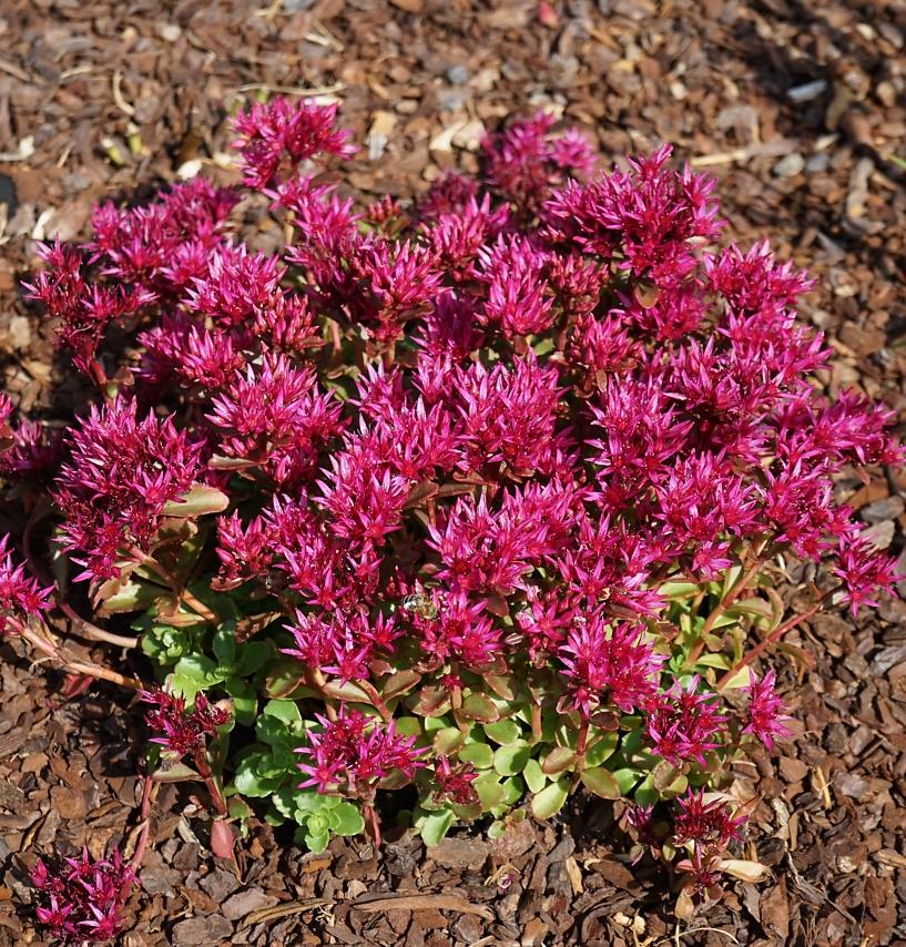 [SESSODR] Sedum spur. 'Spot on Deep Rose' (pot15)