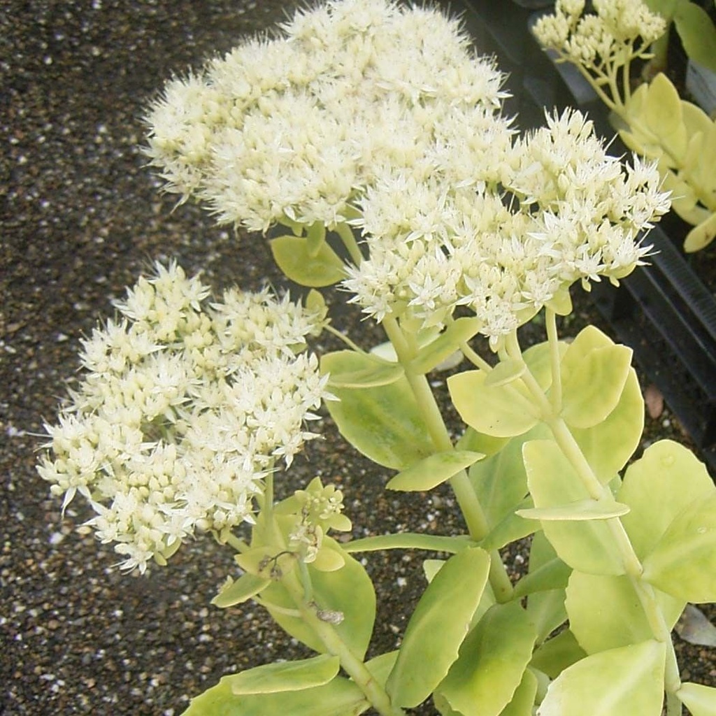[SESSDUS] Sedum spectabile 'Stardust' (pot   9cm)