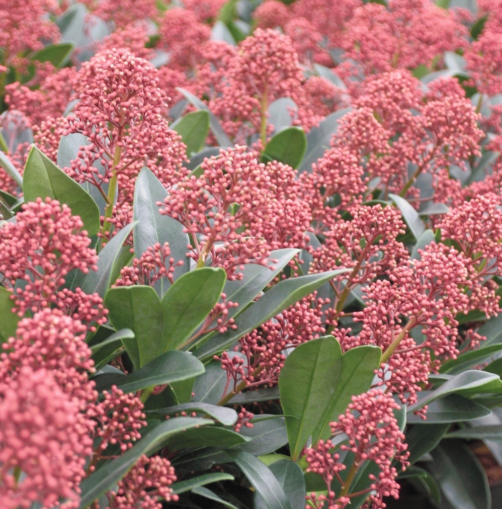 [SKJRUBE] Skimmia jap. 'Rubella' (—, —, pot   1L)