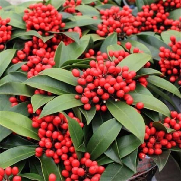 [SKJTEMP] Skimmia jap. 'Temptation' (—, —, pot 2L)