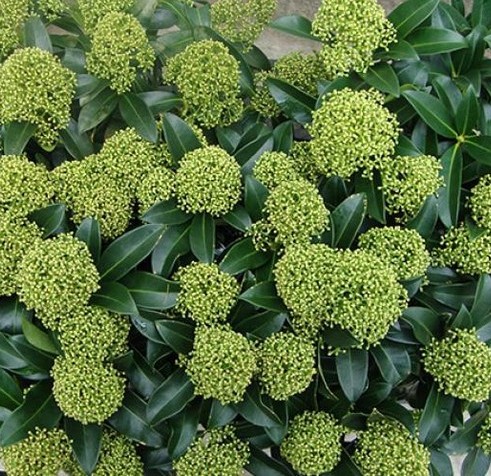 [SKJWDWR] Skimmia jap. 'White Dwarf' (5/+ fleur, pot 9.5cm)