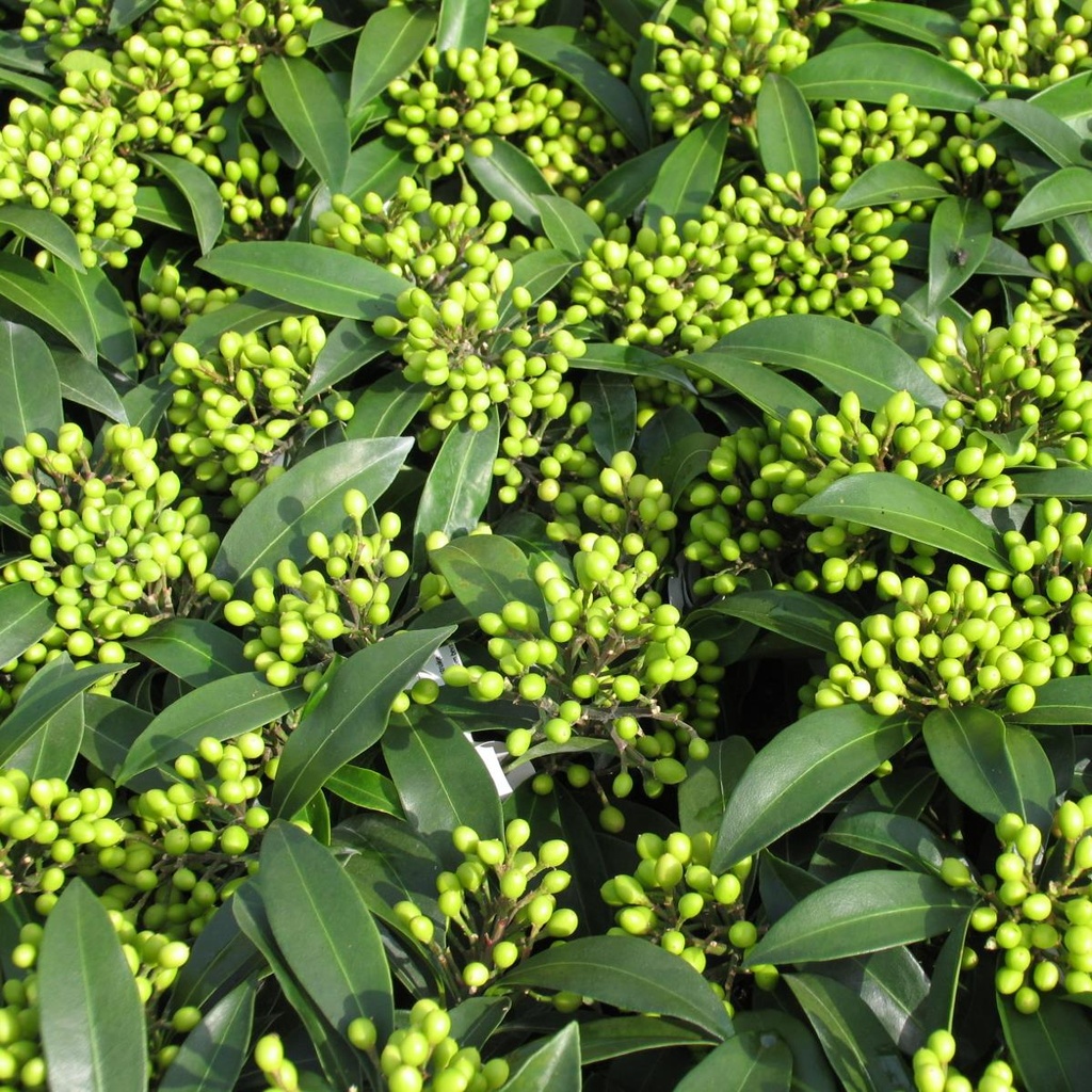 [SKREEVE] Skimmia reevesiana (6-8 bestorssen) (baie, pot 1.5L)