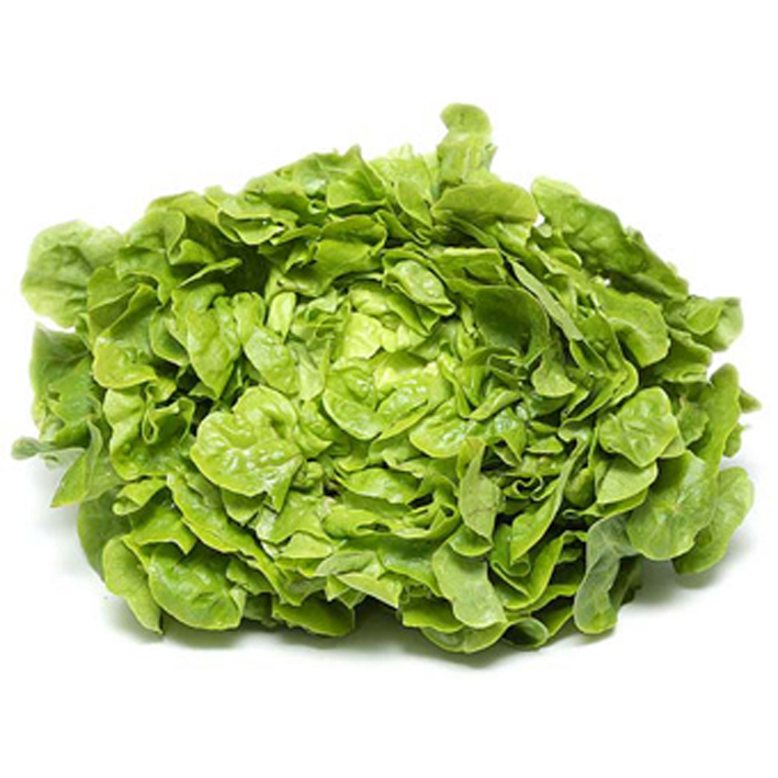 LAITUE FEUILLE DE CHÊNE VERTE