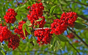 [SOAWETT] Sorbus auc. 'Wettra' (hoogstam, 8/10, pot)