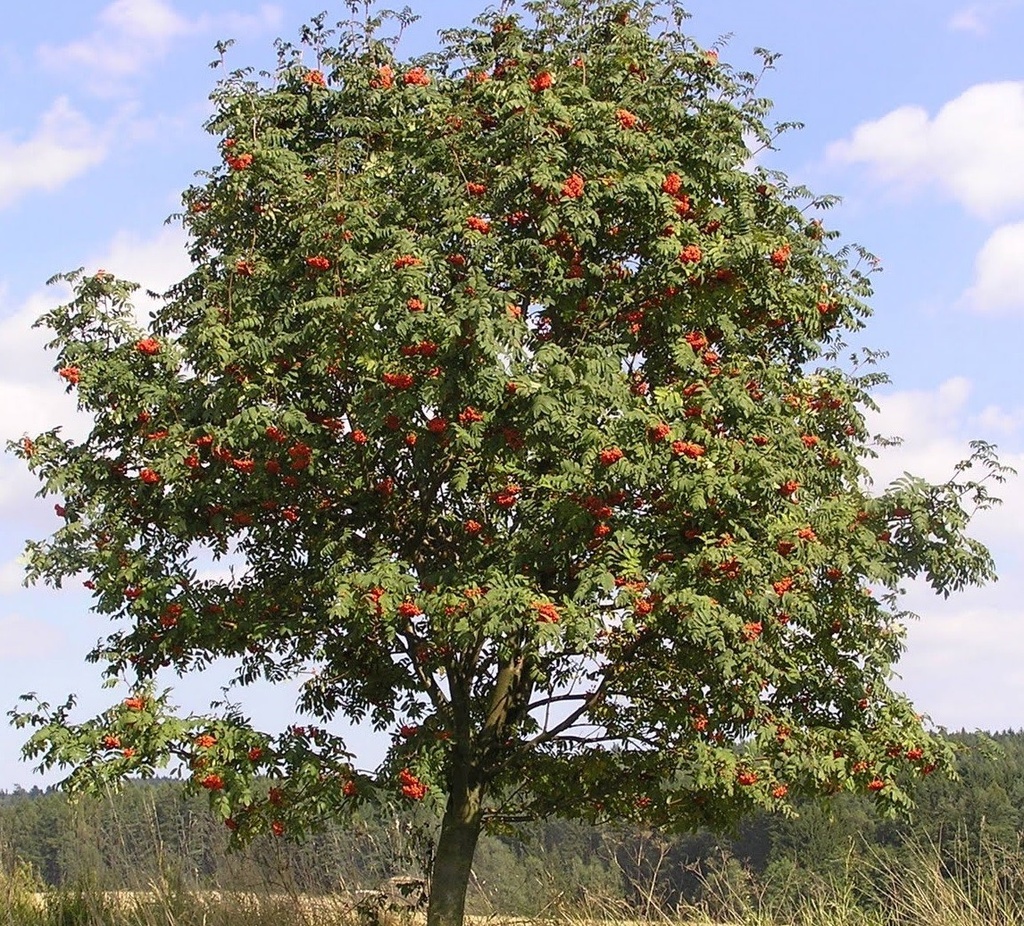 [SOAUCUP] Sorbus aucuparia (—, 125/150cm, pot   5L)