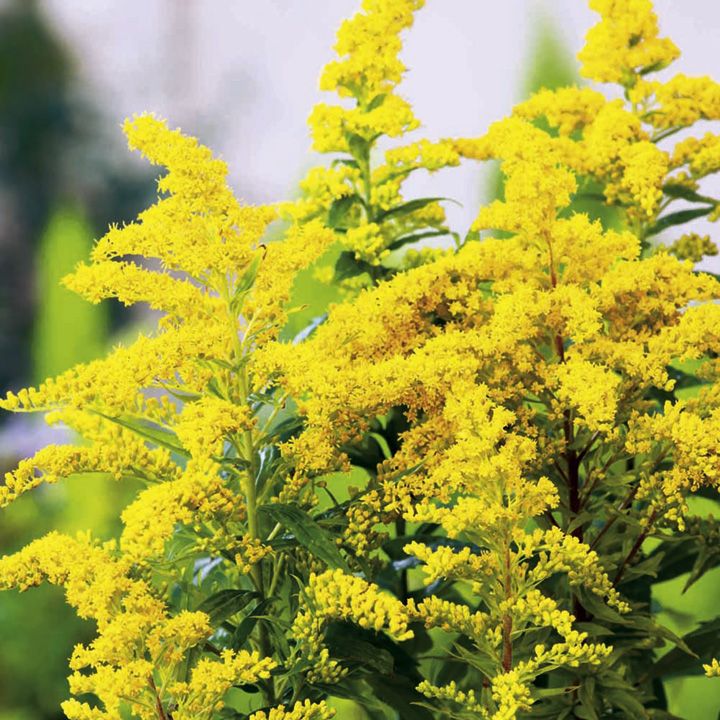 [SOGOLDK] Solidago 'Goldkind' (pot   9cm)