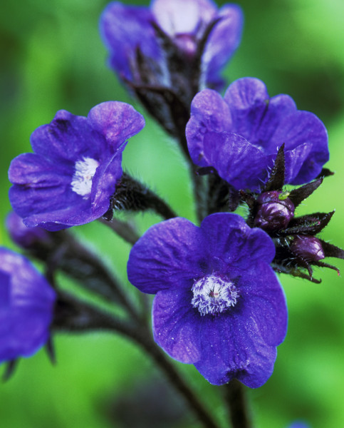 [ANALROY] Anchusa azurea 'Loddon Royalist' (pot   3L)