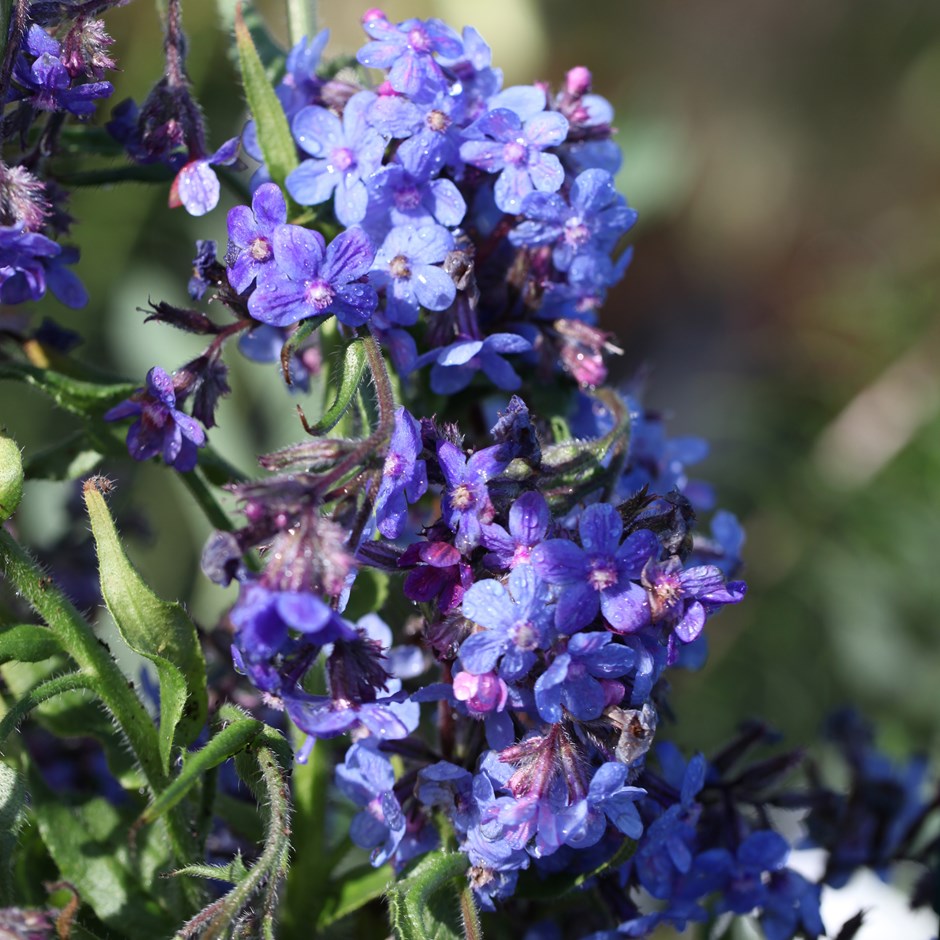 [ANADROP] Anchusa azurea 'Dropmore'