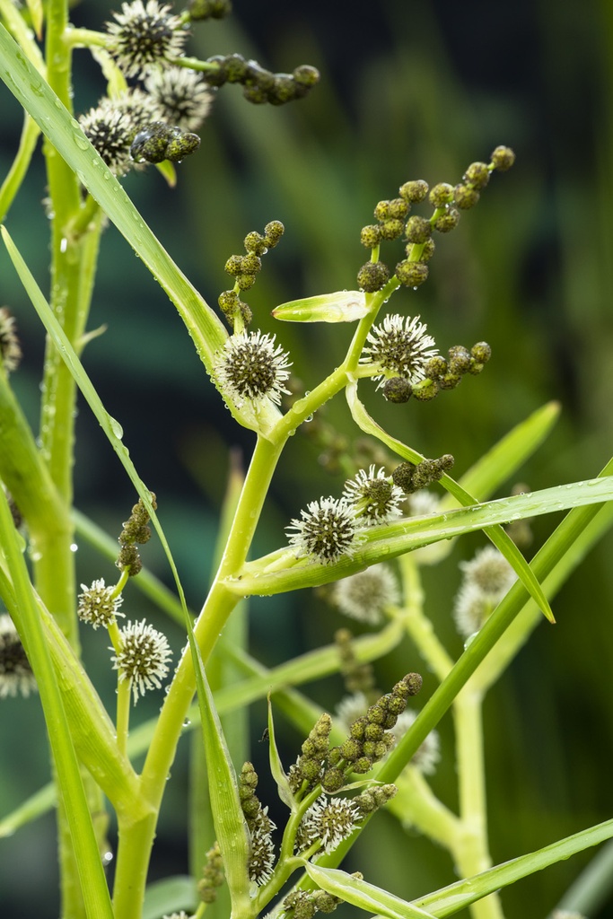 [SPERECT] Sparganium erectum (mand 18cm)