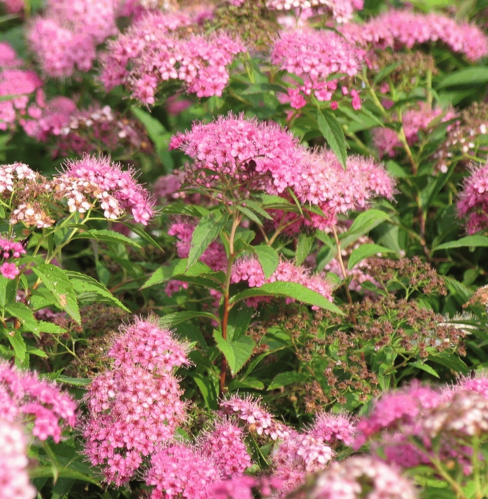 [SPJGENP] SPIRÉE JAPONAISE (pot 3L)