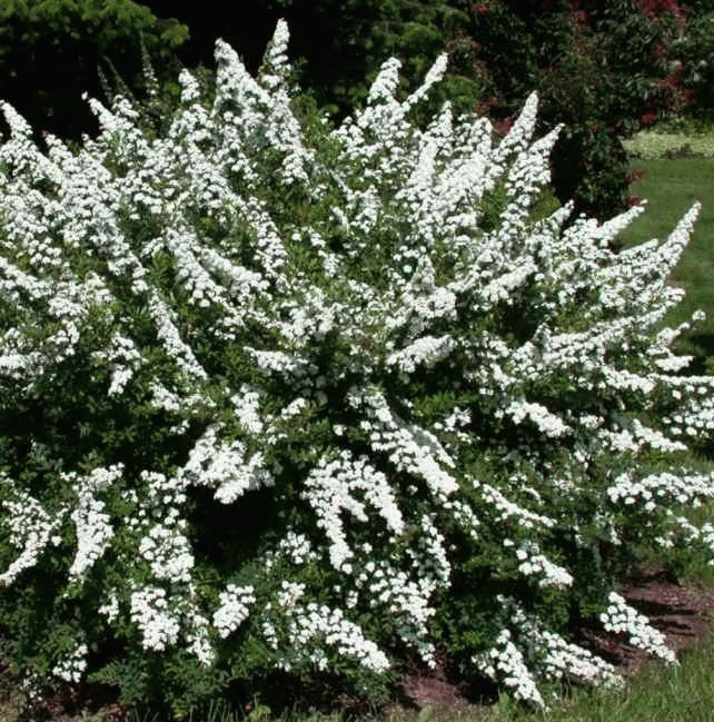 [SPNSNOW] SPIRÉE JAPONAISE (—, —, pot 3L)