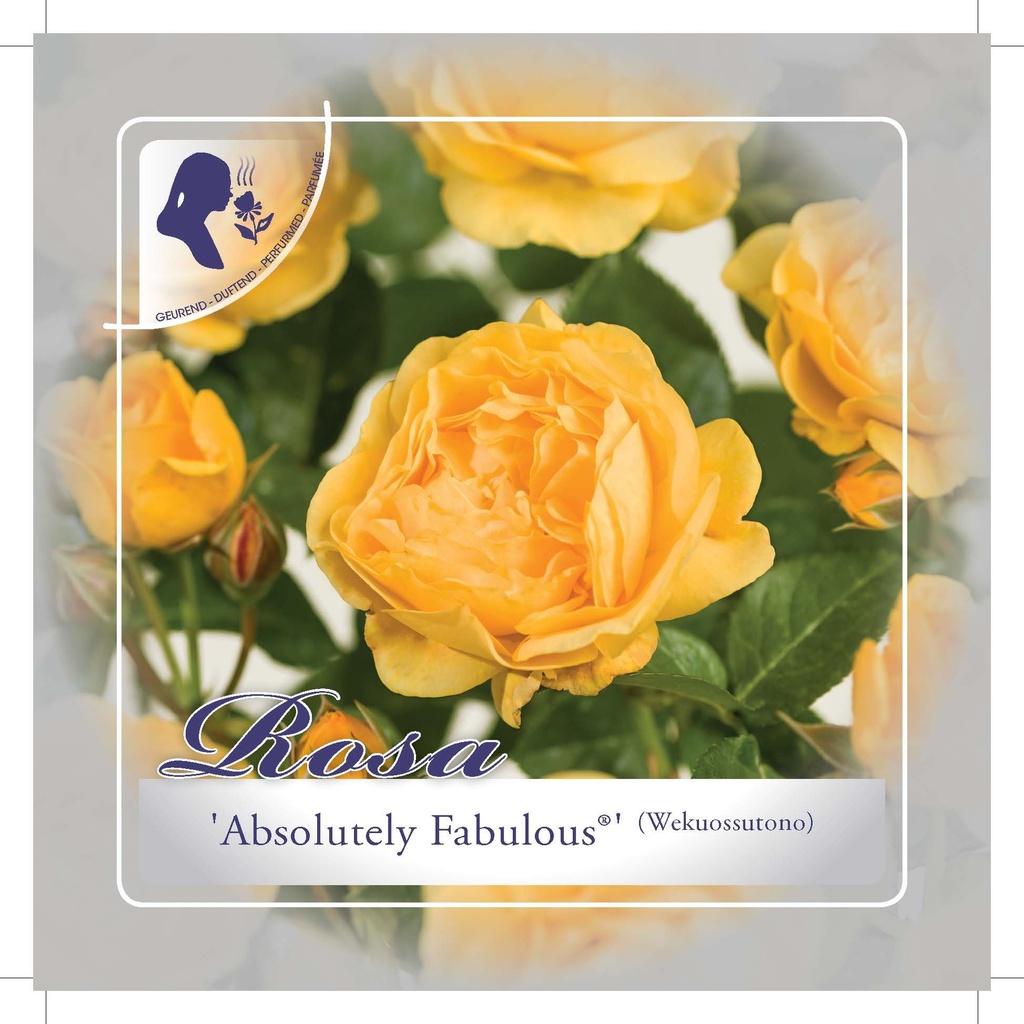 [STAFABU] 'ABSOLUTELY FABULOUS'® ROSIER TIGE À GRANDES FLEURS (60cm)