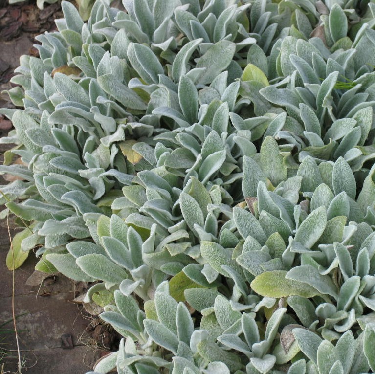 [STBSCAR] Stachys byz. 'Silver Carpet'
