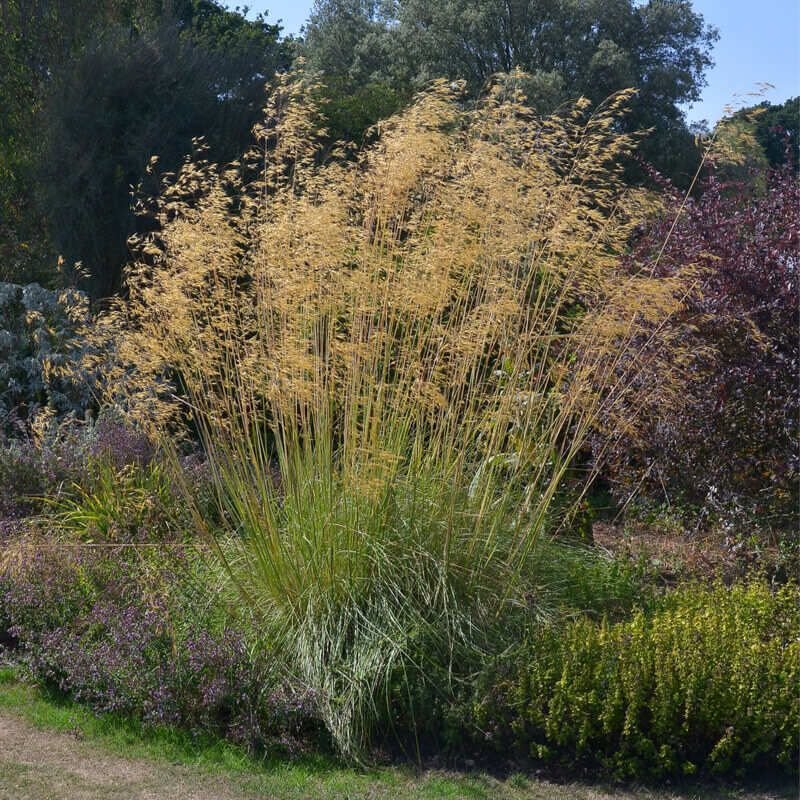 [STGIGAN] Stipa gigantea (pot   9cm)