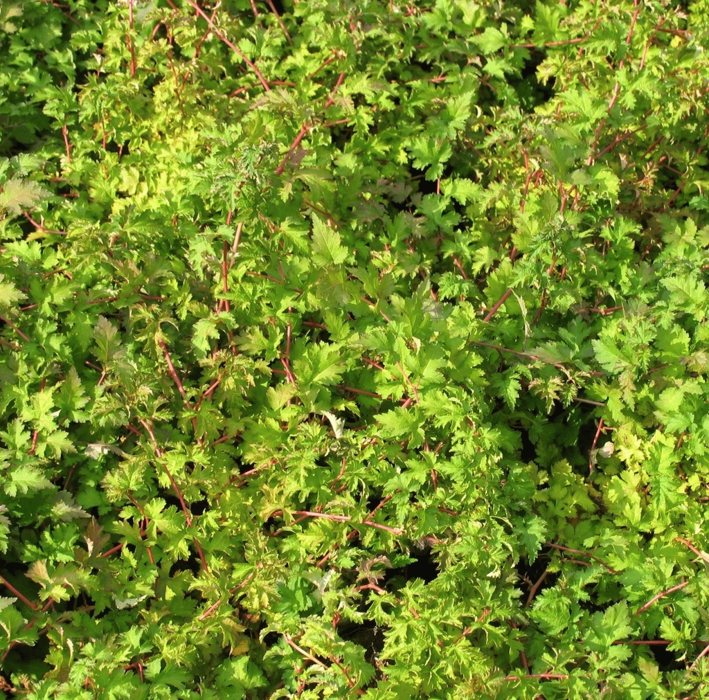 [STICRIS] Stephanandra inc. 'Crispa' (pot 1.3L)