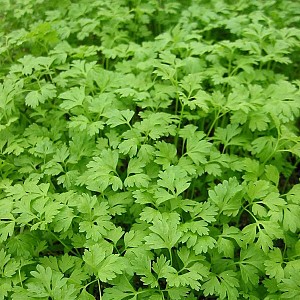 [ANCEREF] KERVEL Anthriscus cerefolium (pot14)