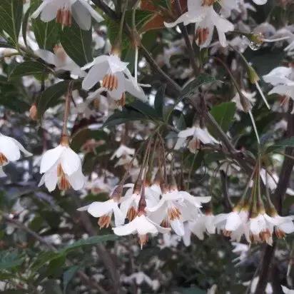 [STJMFOU] Styrax jap. 'Magic Fountain' (40/60cm, pot   3L)