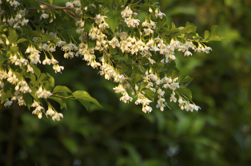 Styrax japonica 'Issai'