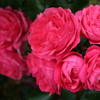 [STMMOIN] 'MOIN MOIN'® ROSIER TIGE (60cm)