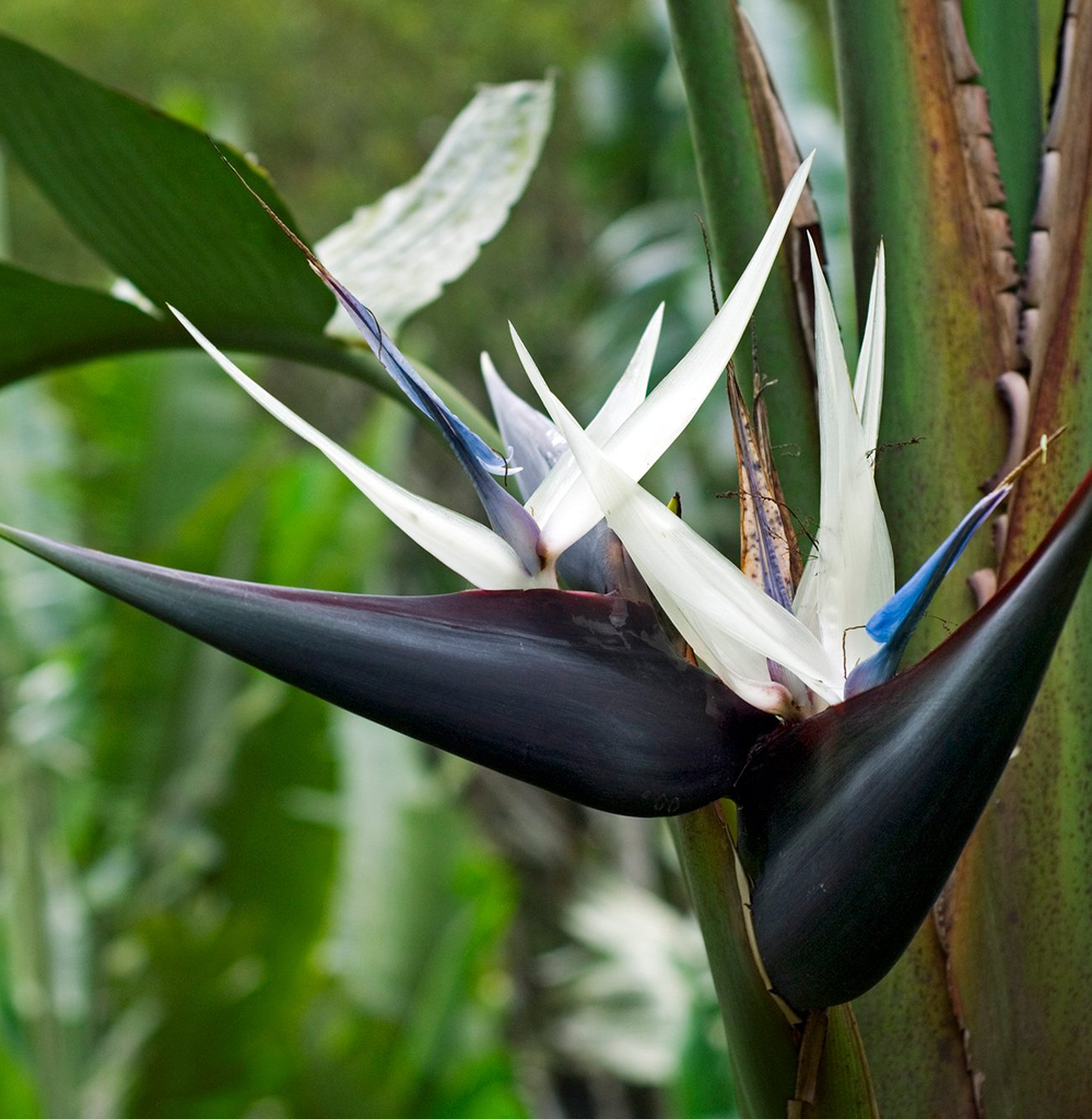 [STNICOL] OISEAU DE PARADIS BLANC (80/100cm, pot 3L)