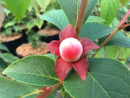 [STROST] Stewartia rostrata (pot  55L)