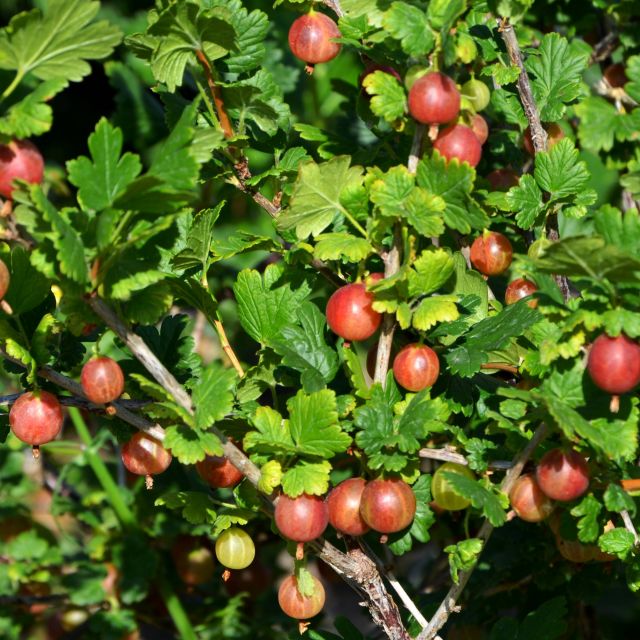 Ribes uva crispa 'Spinefree' STEKELBES doornloos