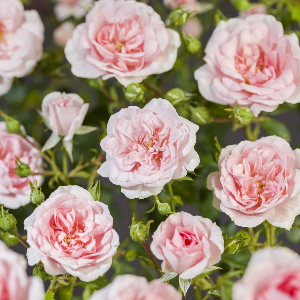 [STSROMA] 'Sweet Romanza'® Stamroos trosroos (60cm)