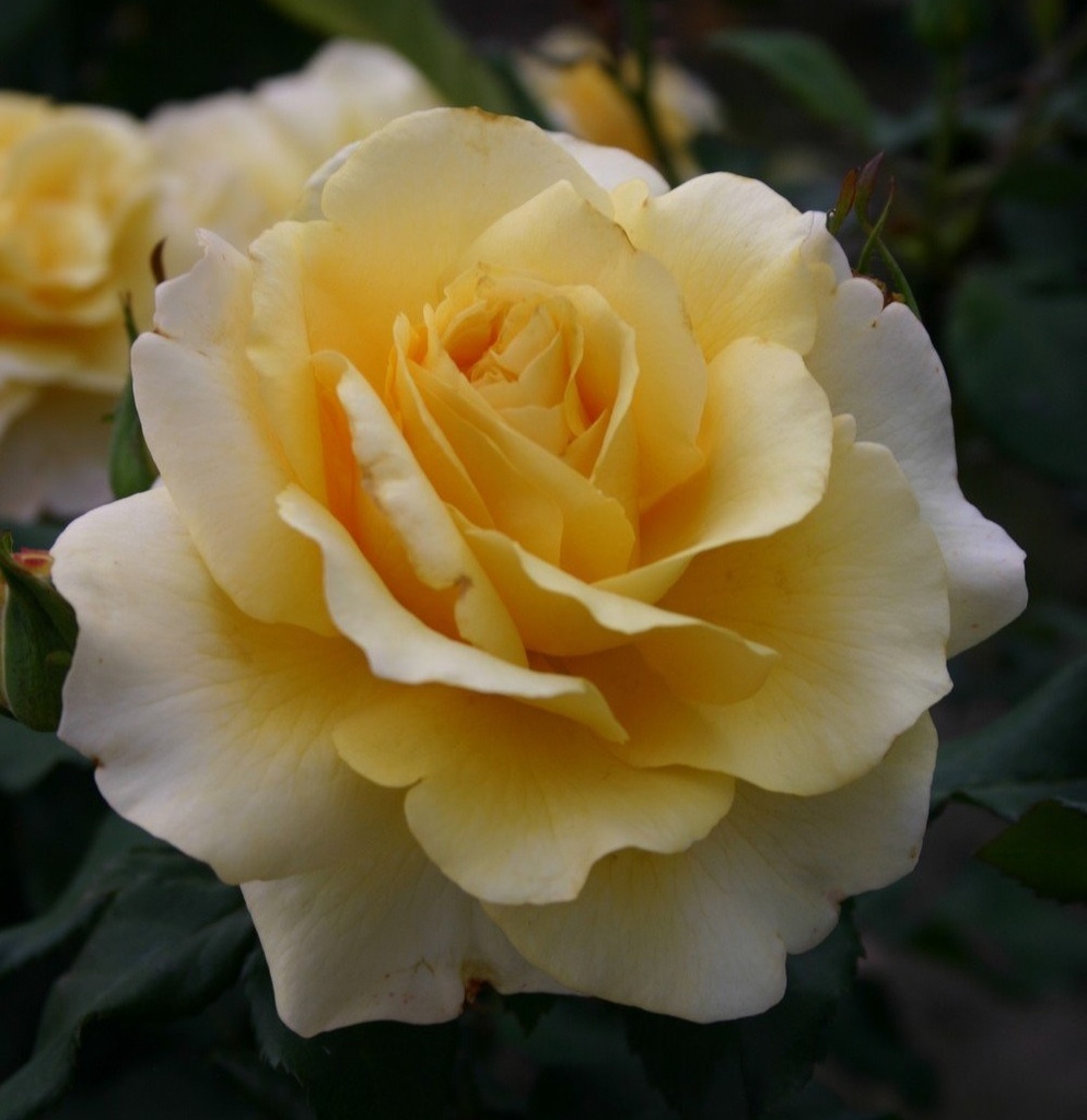 'SUNNY SKY'® ROSIER TIGE