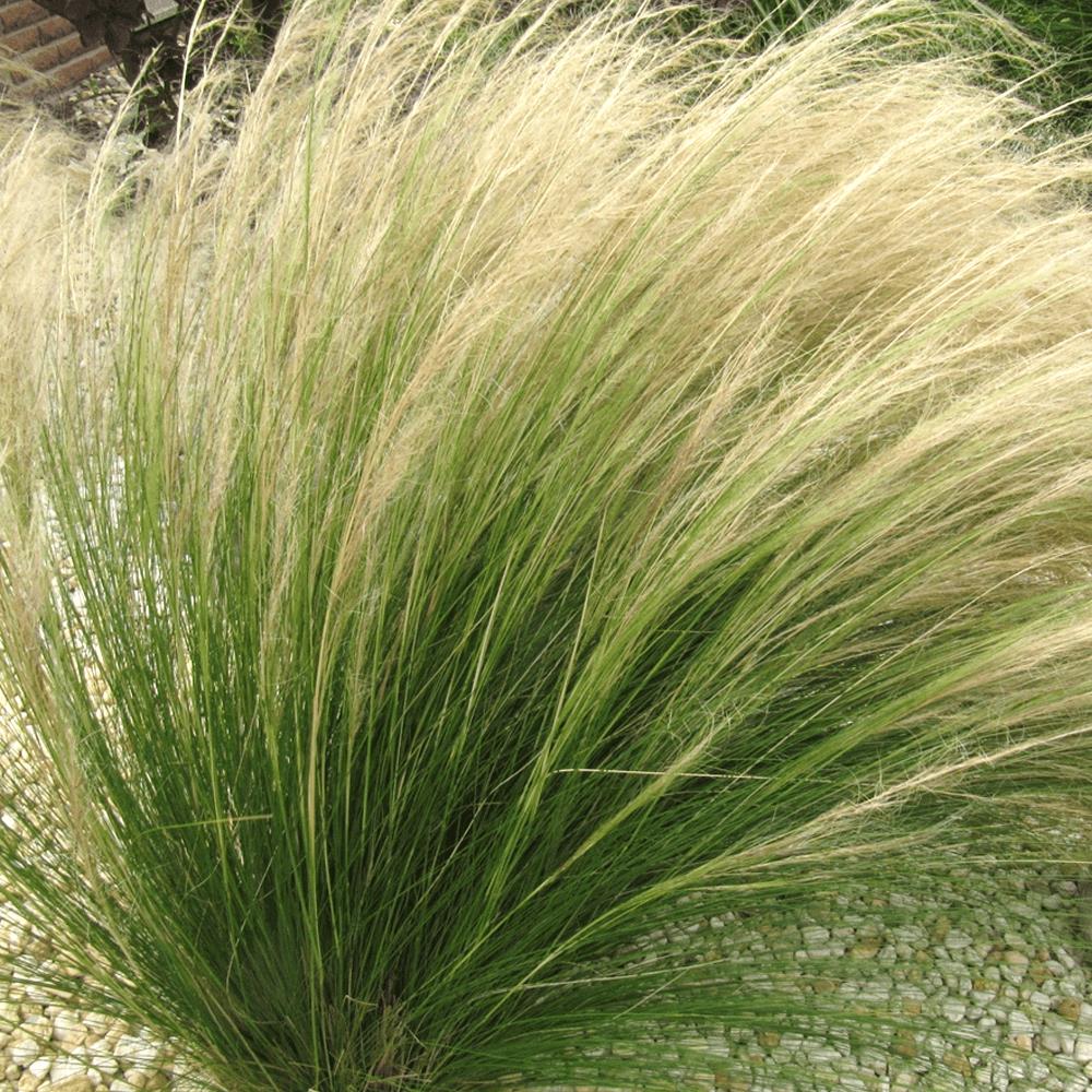 [STTPTAI] Stipa ten. 'Pony Tails' (pot   9cm)