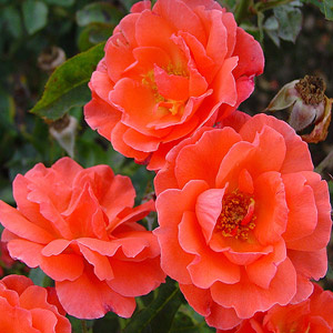 [STWINDE] 'Windekind' Stamroos (pot 7l stam 100cm)