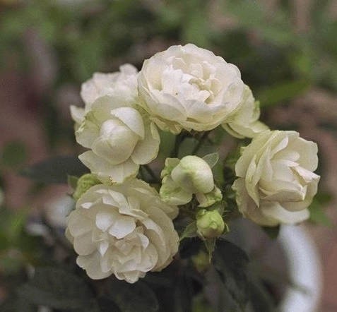 'WHITE KOSTER' ROSIER TIGE KOSTER