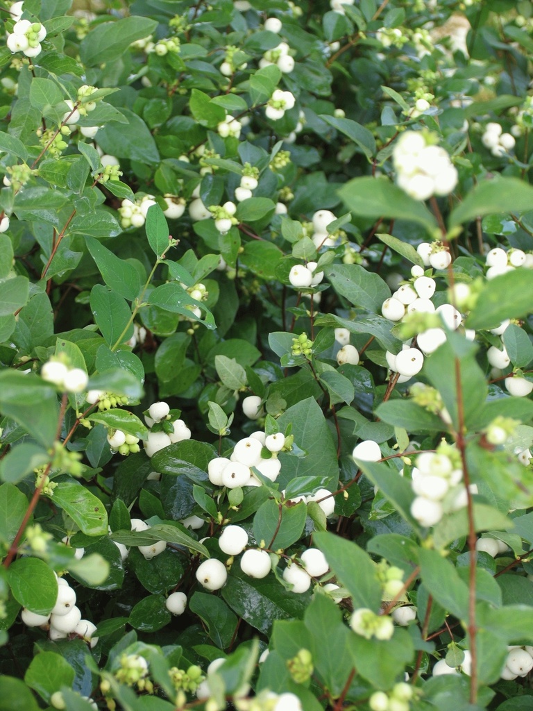 [SYAWHED] Symphoricarpos albus 'White Hedge' (—, pot   2L)