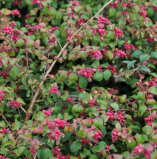 [SYCHENA] Symphoricarpos chenaultii (—, pot   2L)